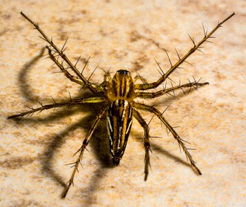 Spider arachnids close up