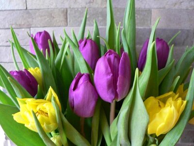 Lilac yellow 