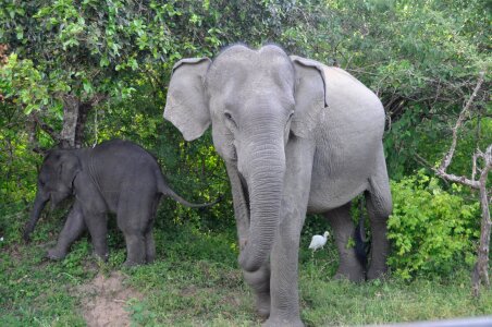 Mammal africa safari
