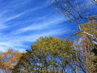 Autumn autumn season birch photo