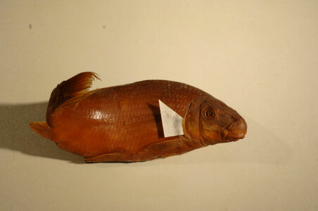 Moxostoma carinatum