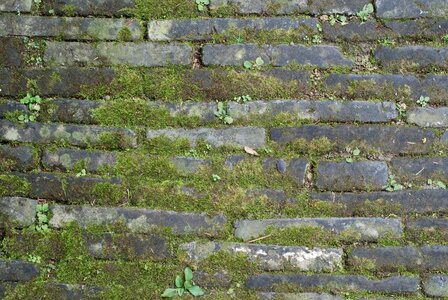 Ground brick moss