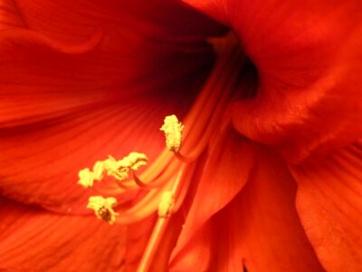 Amaryllis blossom macro