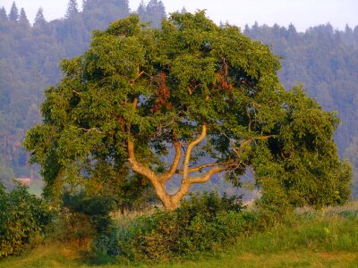 Tree city nest