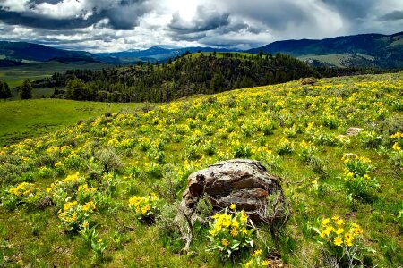 Agriculture beautiful flowers beautiful photo photo