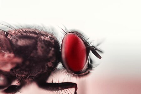 Insect Fly Red Eyes Macro photo