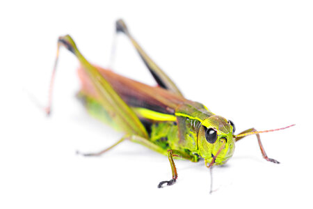 Grasshopper photo