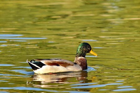 Colorful duck mallard photo