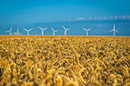 Agriculture cereal field