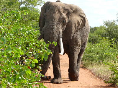 African elephant-4 photo