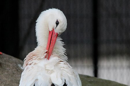 White storks mountain husen stork village