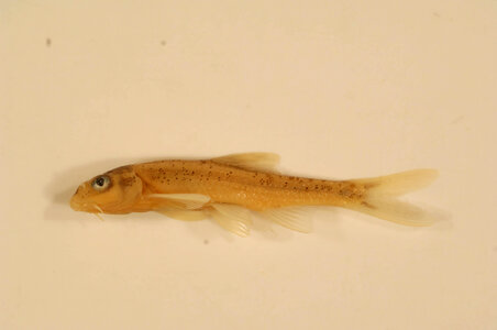 Macrhybopsis aestivalis-1