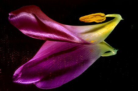 Tulip shared mirror