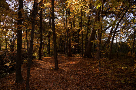 Autumn Forests Full of Foliage at Pewit's Nest, Wisconsin