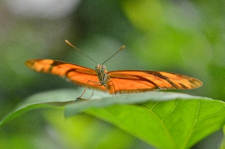 Insect orange bug photo