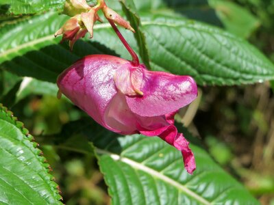 Copper tops and gnome's hatstand himalayan balsam