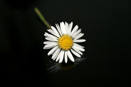 Flower plant yellow photo