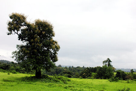 Green Grass Tree Monsoon photo