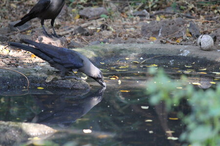 Crow Water