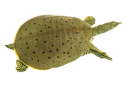 Spiny softshell turtle photo