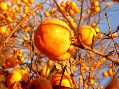 Autumn autumn season berry