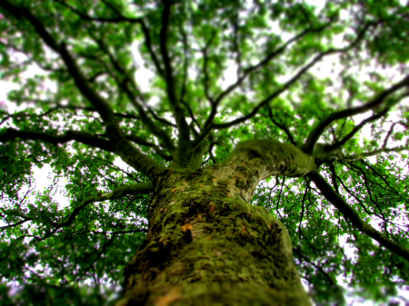 Tree nature summer