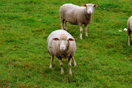 Livestock graze animal photo