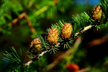 Iglak larch cones sprig