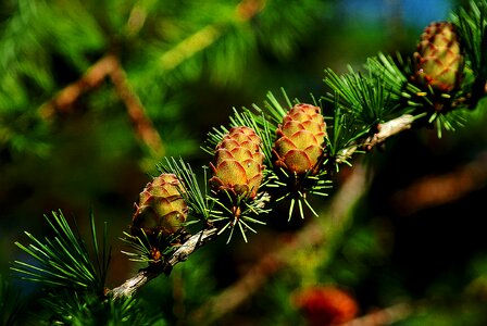 Iglak larch cones sprig photo