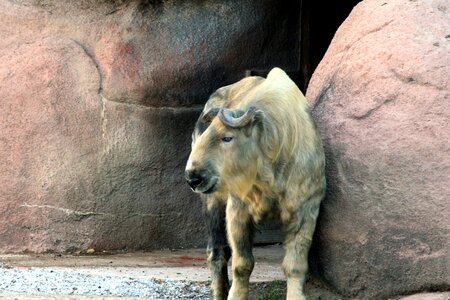 Antelope goat 