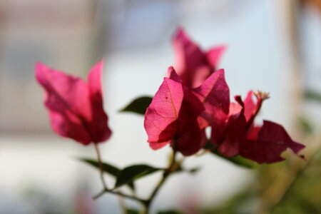 Pink Red Flowers Leaves photo