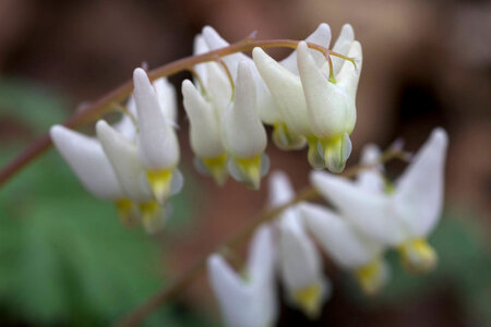 Dutchman's Breeches-1