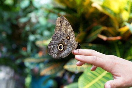 Insect wing hand