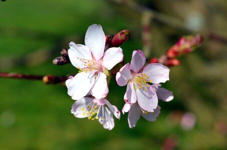 Beautiful Photo branch cherry photo