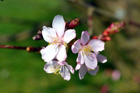 Beautiful Photo branch cherry