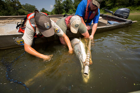 Alligator gar-2 photo