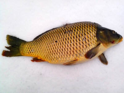 Animal carp fish