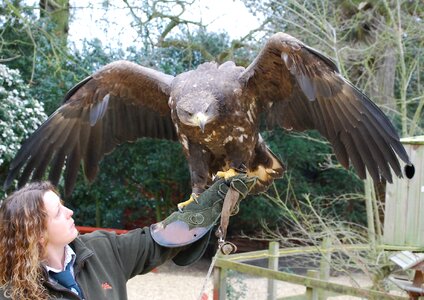 Predatory raptor majestic