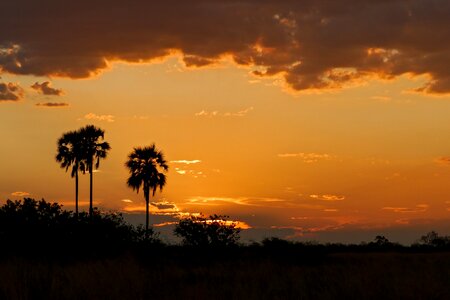 Africa flock botswana