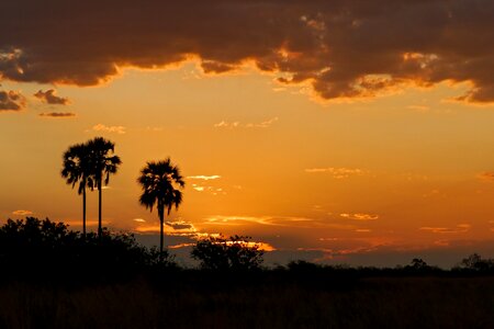 Africa flock botswana photo