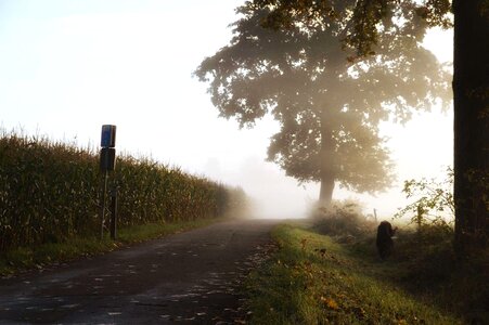 Asphalt corn field photo