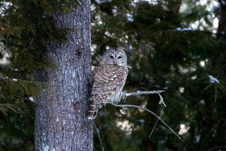 Forest natural habitat owl