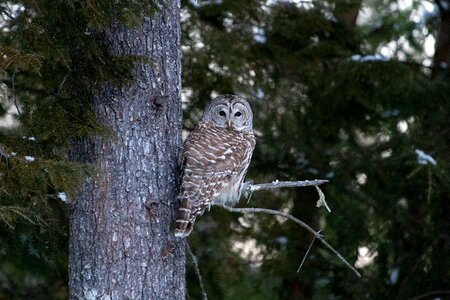 Forest natural habitat owl photo