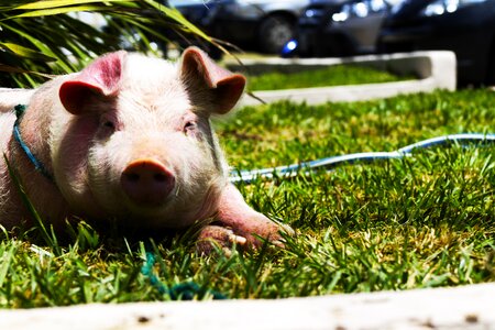 Pigg pink grass