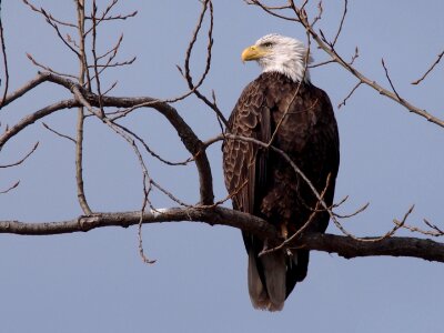 Perched nature wildlife photo