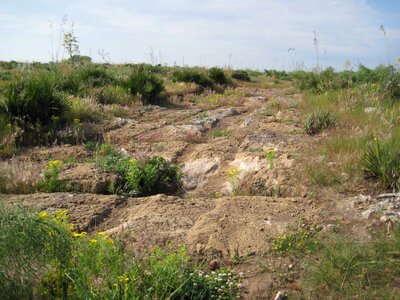 Environment flora foliage