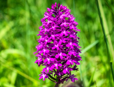 Beautiful Flowers bloom blooming