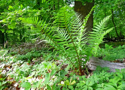 Forest plant plant fern photo