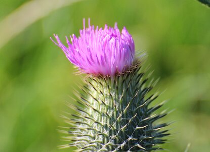 Dipsacus sativus dipsacaceae dipsacoideae