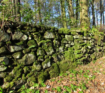 Old wall overgrown wood